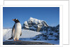 Gentoo penguin on Anvers Island, Antarctica by Anonymous