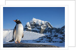 Gentoo penguin on Anvers Island, Antarctica by Anonymous