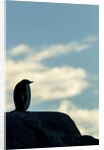 Gentoo penguin on Wiencke Island, Antarctica by Anonymous
