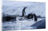 Leaping gentoo penguins on Wiencke Island, Antarctica by Anonymous