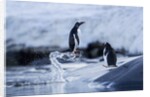 Leaping gentoo penguins on Wiencke Island, Antarctica by Anonymous