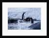 Leaping gentoo penguins on Wiencke Island, Antarctica by Anonymous