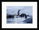 Leaping gentoo penguins on Wiencke Island, Antarctica by Anonymous