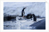 Leaping gentoo penguins on Wiencke Island, Antarctica by Anonymous
