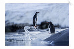 Leaping gentoo penguins on Wiencke Island, Antarctica by Anonymous