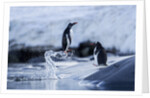 Leaping gentoo penguins on Wiencke Island, Antarctica by Anonymous