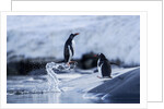 Leaping gentoo penguins on Wiencke Island, Antarctica by Anonymous