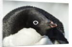 Gentoo penguin on Petermann Island, Antarctica by Anonymous