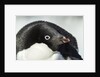 Gentoo penguin on Petermann Island, Antarctica by Anonymous