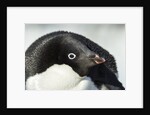 Gentoo penguin on Petermann Island, Antarctica by Anonymous