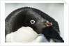 Gentoo penguin on Petermann Island, Antarctica by Anonymous