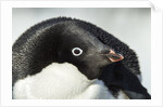 Gentoo penguin on Petermann Island, Antarctica by Anonymous