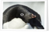 Gentoo penguin on Petermann Island, Antarctica by Anonymous