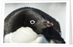Gentoo penguin on Petermann Island, Antarctica by Anonymous