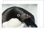 Gentoo penguin on Petermann Island, Antarctica by Anonymous