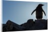 Gentoo penguin on Petermann Island, Antarctica by Anonymous