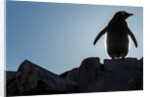 Gentoo penguin on Petermann Island, Antarctica by Anonymous