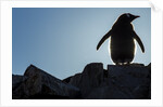 Gentoo penguin on Petermann Island, Antarctica by Anonymous