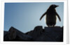 Gentoo penguin on Petermann Island, Antarctica by Anonymous