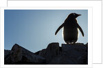 Gentoo penguin on Petermann Island, Antarctica by Anonymous