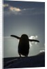 Gentoo penguin on Petermann Island, Antarctica by Anonymous