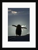 Gentoo penguin on Petermann Island, Antarctica by Anonymous