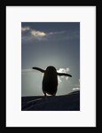 Gentoo penguin on Petermann Island, Antarctica by Anonymous