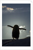 Gentoo penguin on Petermann Island, Antarctica by Anonymous