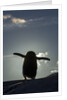 Gentoo penguin on Petermann Island, Antarctica by Anonymous