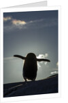 Gentoo penguin on Petermann Island, Antarctica by Anonymous