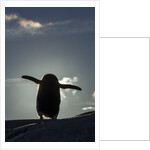 Gentoo penguin on Petermann Island, Antarctica by Anonymous