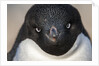 Adelie penguin on Petermann Island, Antarctica by Anonymous