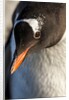 Gentoo penguin on Petermann Island, Antarctica by Anonymous