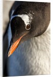 Gentoo penguin on Petermann Island, Antarctica by Anonymous