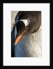 Gentoo penguin on Petermann Island, Antarctica by Anonymous
