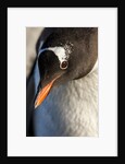 Gentoo penguin on Petermann Island, Antarctica by Anonymous