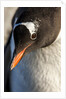 Gentoo penguin on Petermann Island, Antarctica by Anonymous