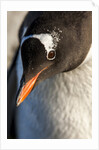 Gentoo penguin on Petermann Island, Antarctica by Anonymous