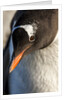 Gentoo penguin on Petermann Island, Antarctica by Anonymous