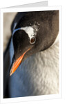 Gentoo penguin on Petermann Island, Antarctica by Anonymous