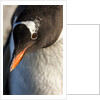 Gentoo penguin on Petermann Island, Antarctica by Anonymous
