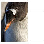 Gentoo penguin on Petermann Island, Antarctica by Anonymous