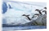 Gentoo penguins on Petermann Island, Antarctica by Anonymous
