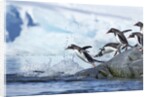 Gentoo penguins on Petermann Island, Antarctica by Anonymous