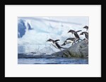 Gentoo penguins on Petermann Island, Antarctica by Anonymous