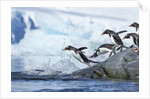 Gentoo penguins on Petermann Island, Antarctica by Anonymous