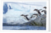 Gentoo penguins on Petermann Island, Antarctica by Anonymous