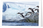 Gentoo penguins on Petermann Island, Antarctica by Anonymous