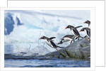 Gentoo penguins on Petermann Island, Antarctica by Anonymous
