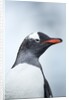 Gentoo penguin on Cuverville Island, Antarctica by Anonymous